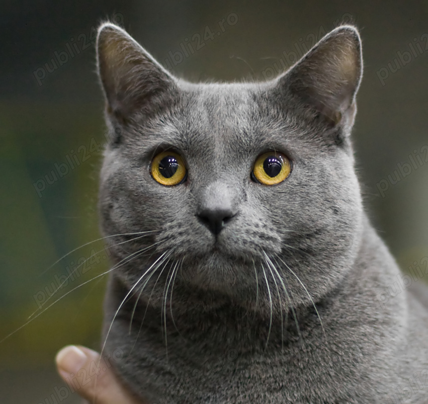 Chartreux pui disponibili imediat 