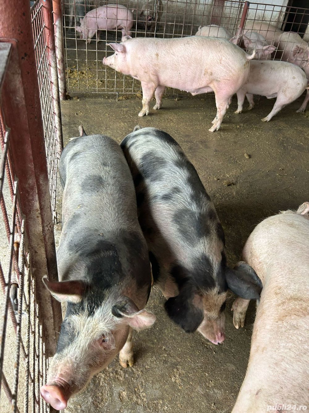 Porci de tara Porci de tara