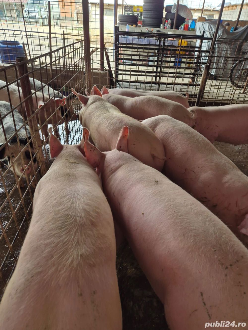 Porci la cantar Porci la cantar