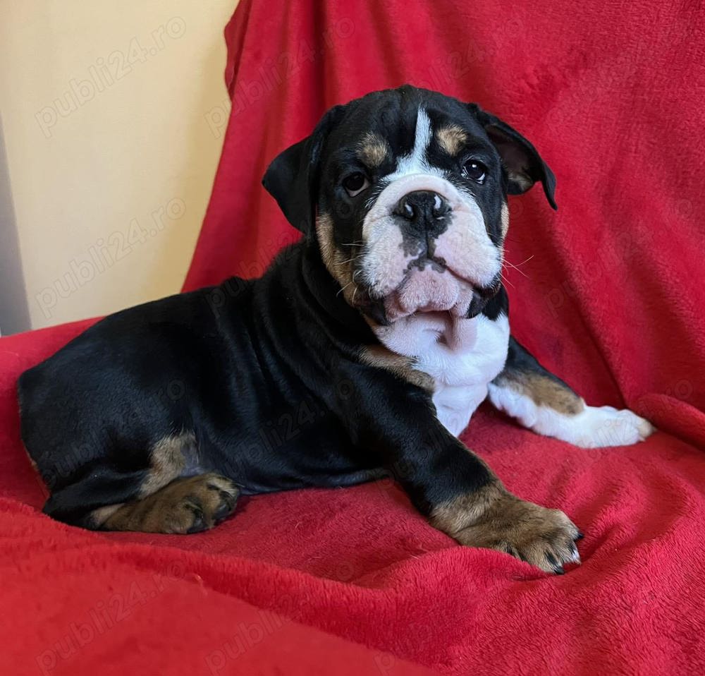 Pui bulldog buldog englez 
