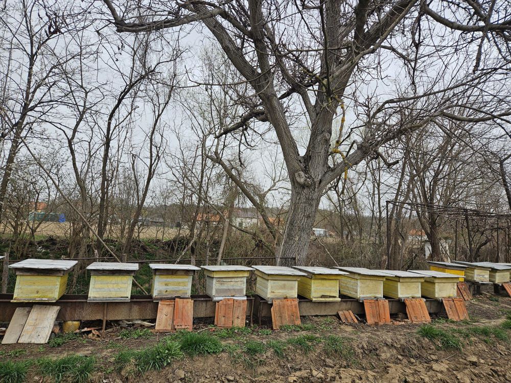 Vând 10 familii de albine în comuna Vermeș din județul Caraș-Severin