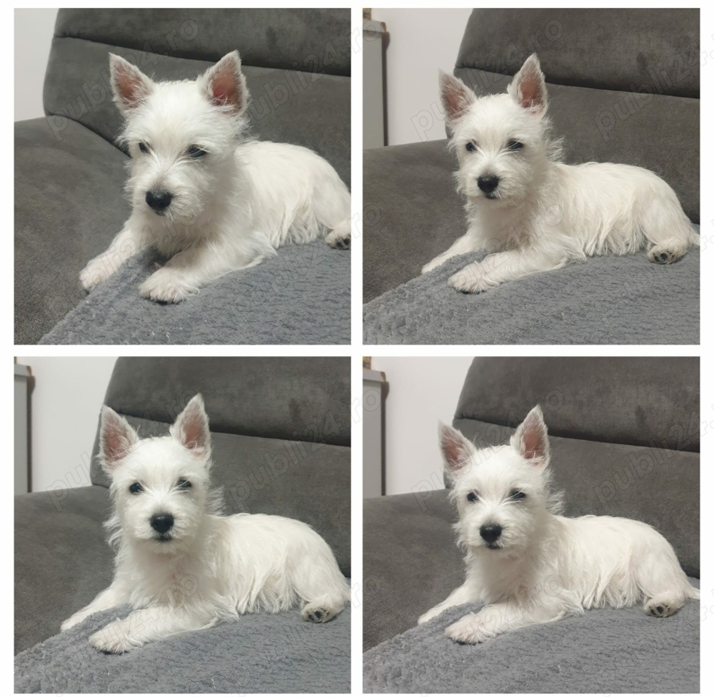 Vand pui westie , west highland white terrier