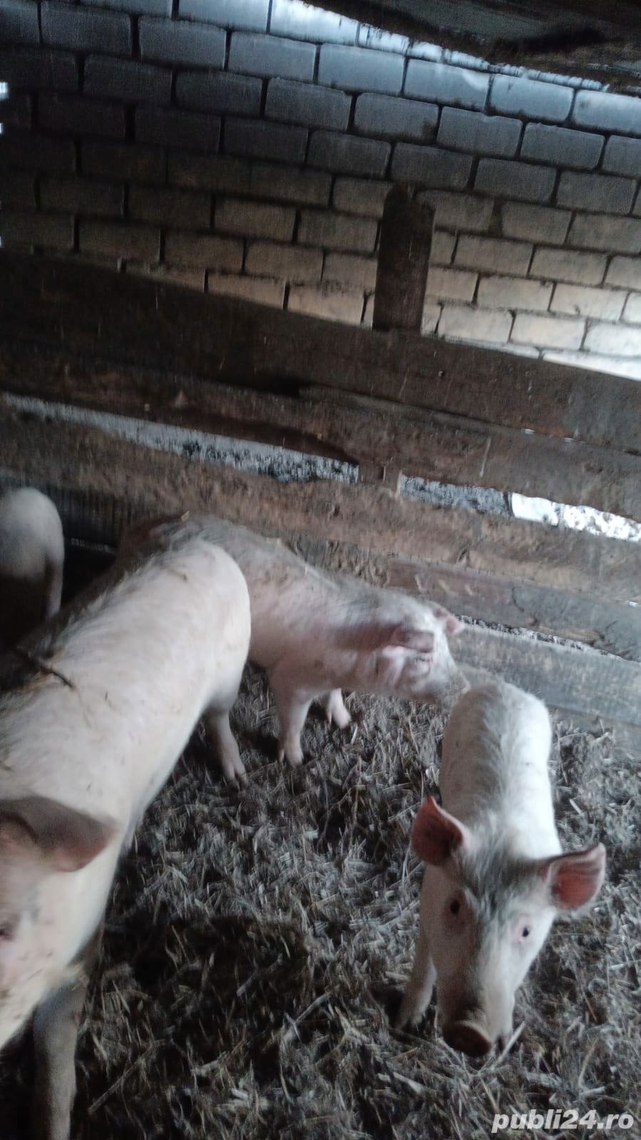 Vand purcei Vand purcei