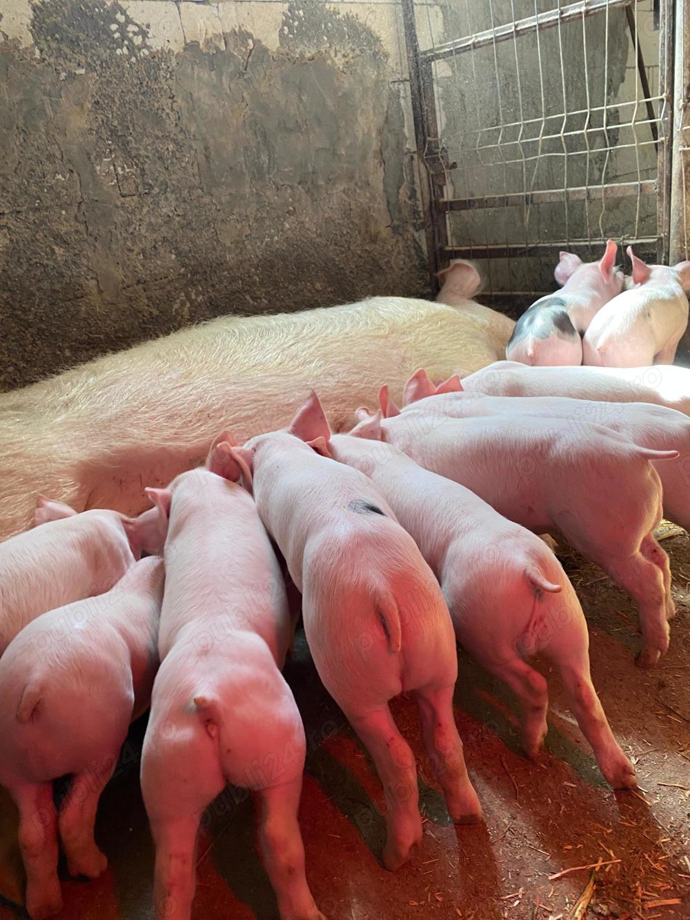Vand Porci  Purcei toate rasele, marele alb x Pietrean, Imunizati si vaccinati