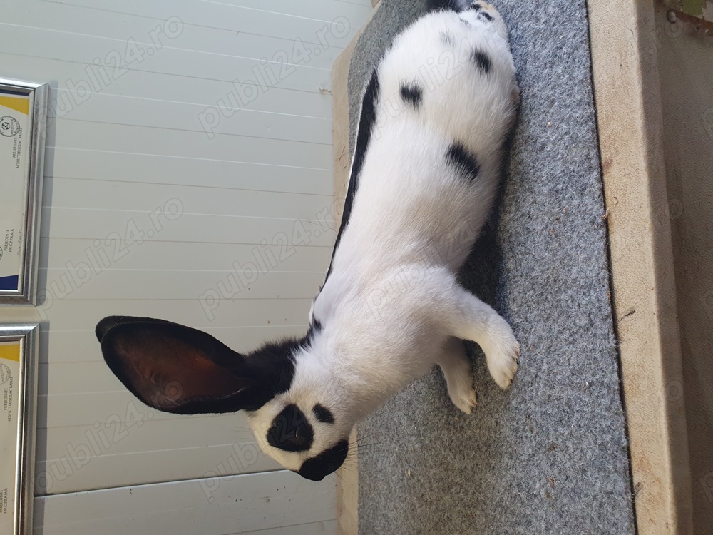 Tineret și maturi fluture german