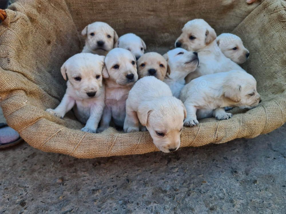 Pui labrador retriever