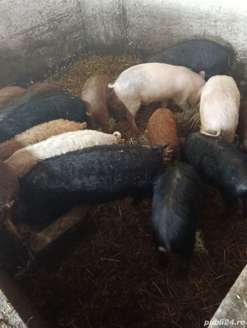 Vand porcii rase mangalița,duroc,landras,marele alb de 5,7,9 luni,! Vand porcii rase mangalița,duroc,landras,marele alb de 5,7,9 luni,!