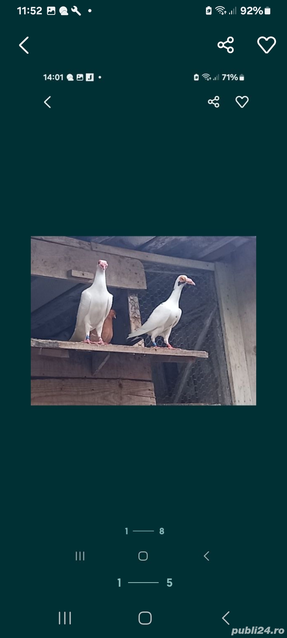 vând Porumbei de diferite rase 