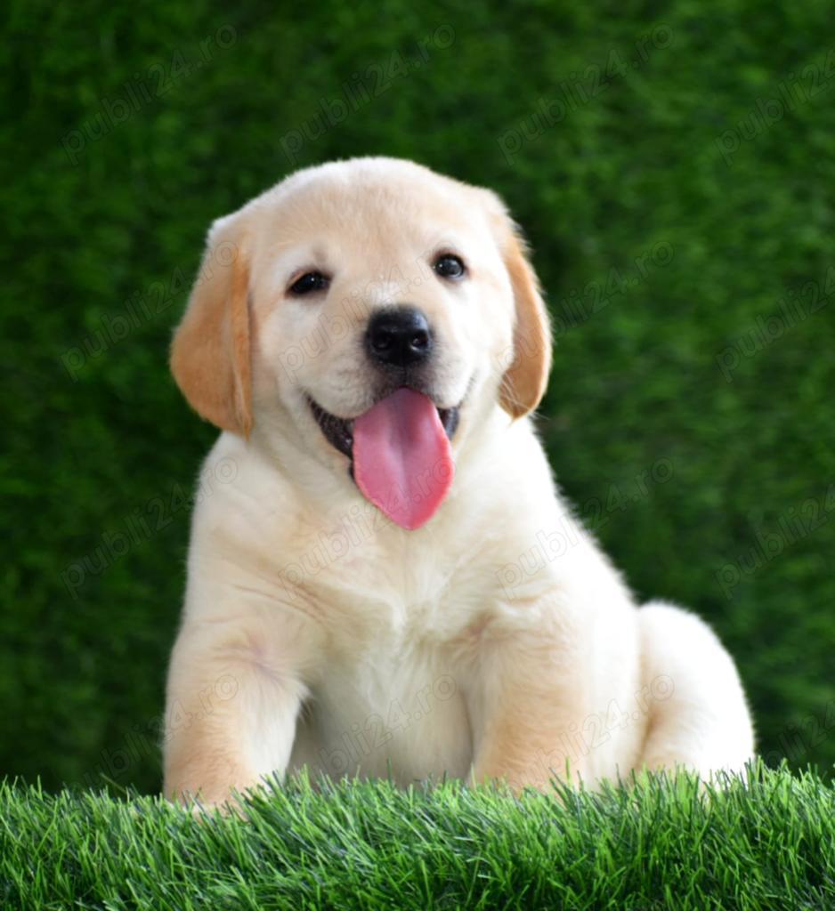 Catei Labrador Retriever - Cumpără în condiții de legalitate și siguranță 
