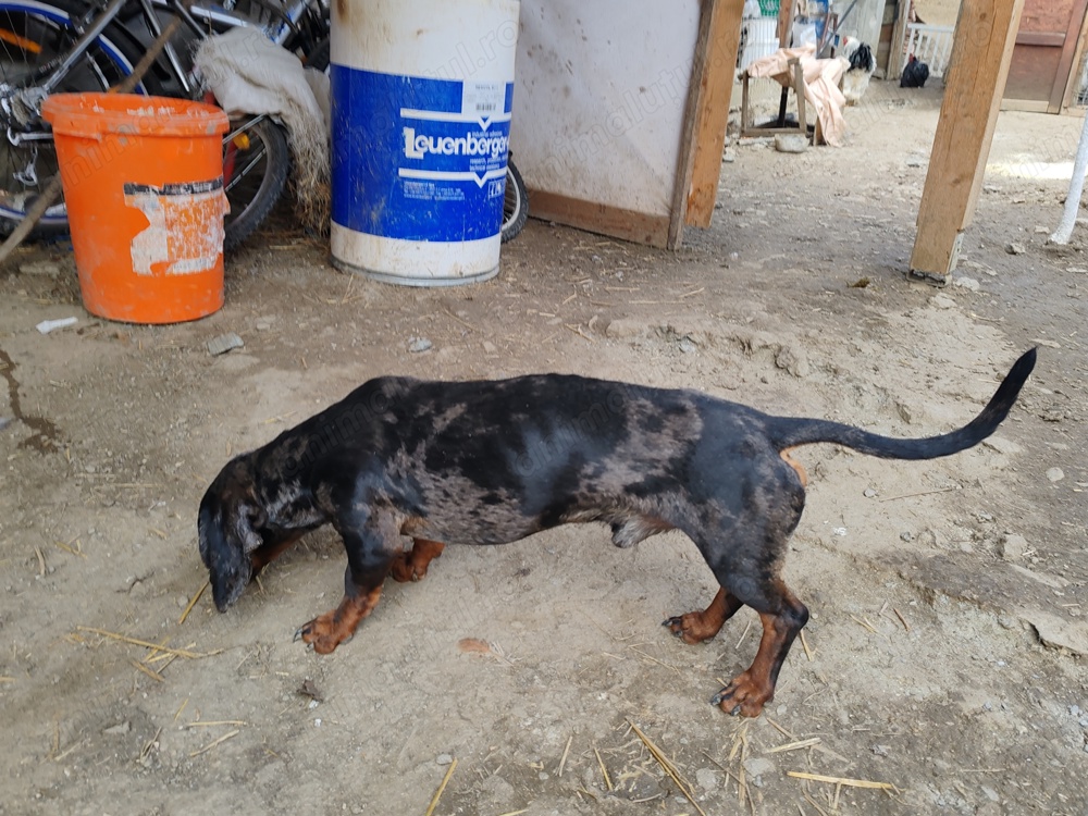 Tekel arlechin mascul  Tekel arlechin mascul