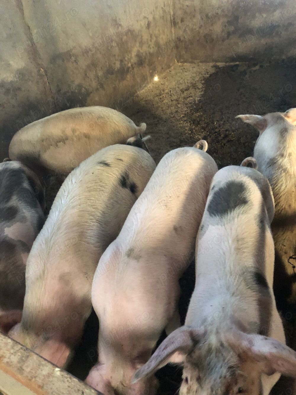 Porci de vânzare de la 80 până la 250 de kg 
