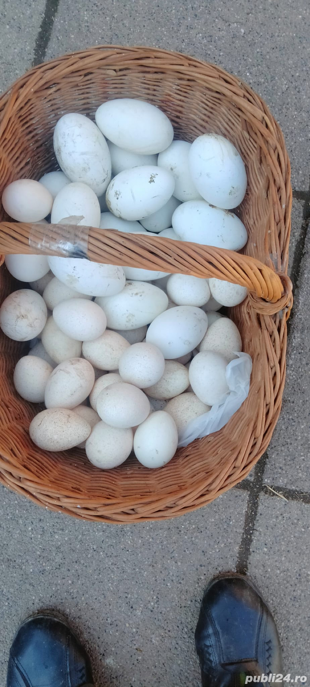 Ouă de curcă si gâscă leşească