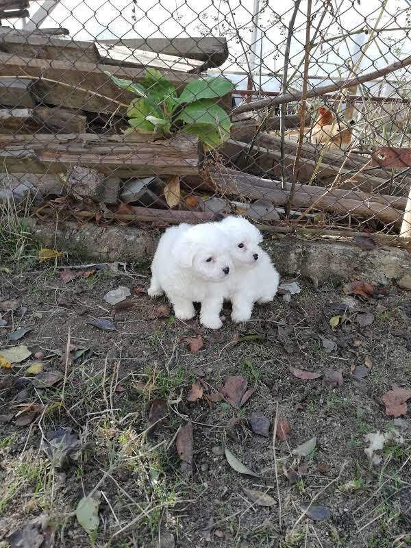 Bichoni maltez deosebiți Bichoni maltez deosebiți