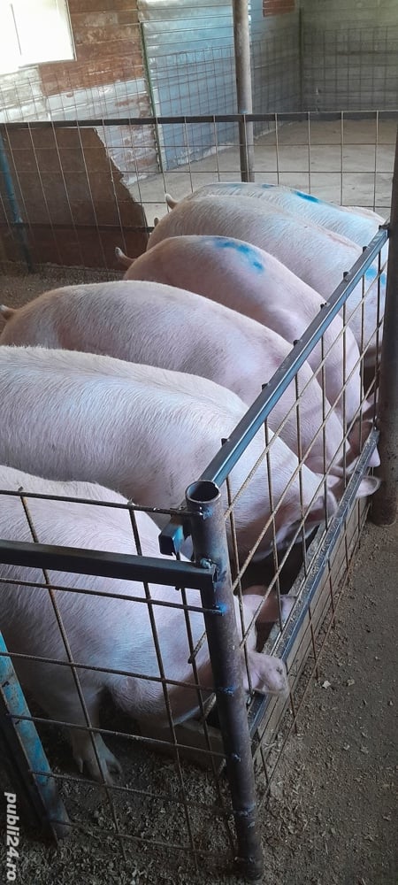 de vanzare porci de carne 