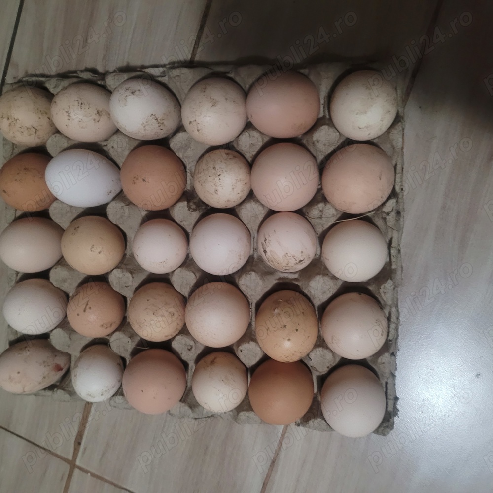 Oua de tara proaspete Oua de tara proaspete