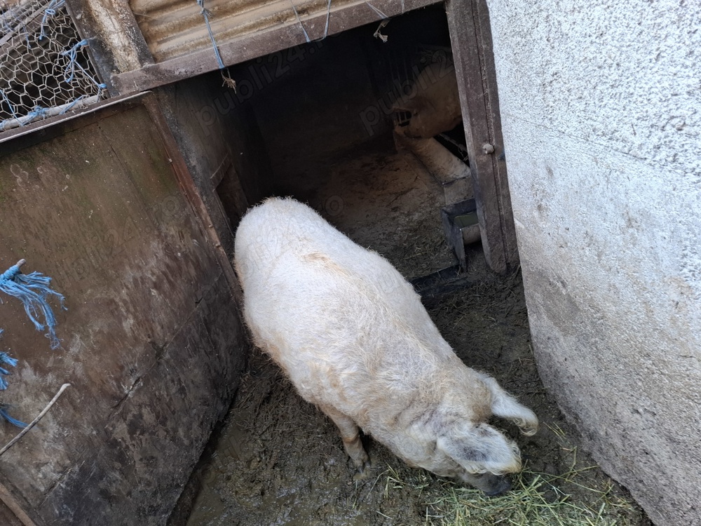 Vand porci rasa  mangalita blond.