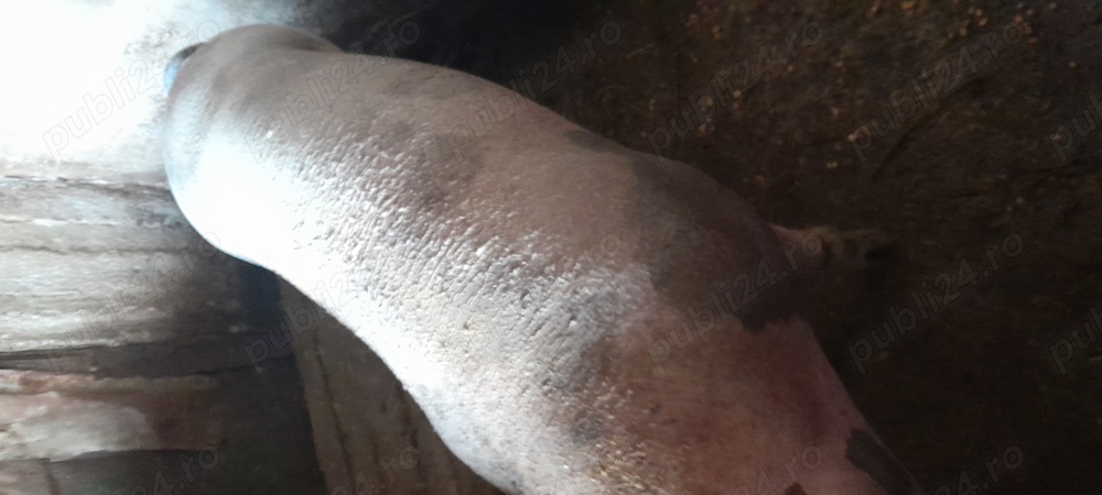 Porc pietrar  marele alb