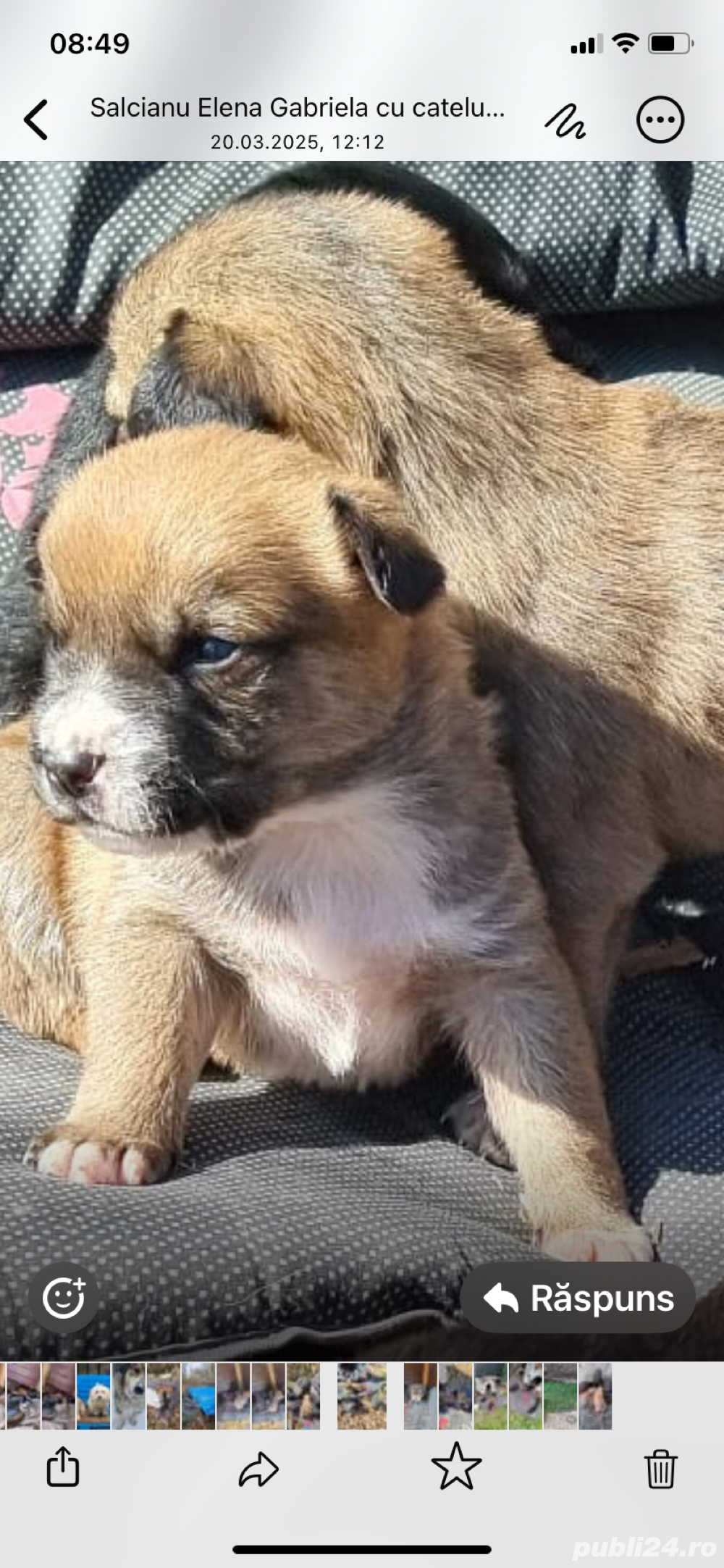 Catelusi in varsta de 2 luni pentru adoptie