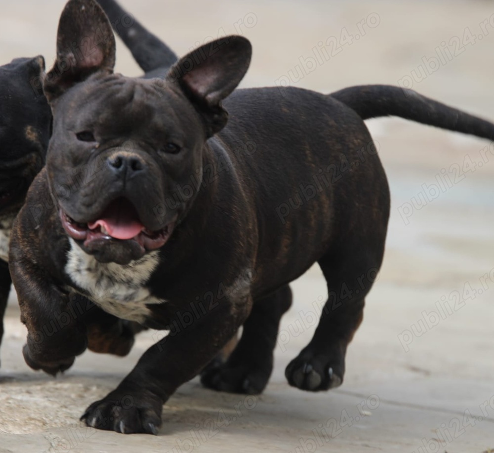 American Bully Exotic American Bully Exotic