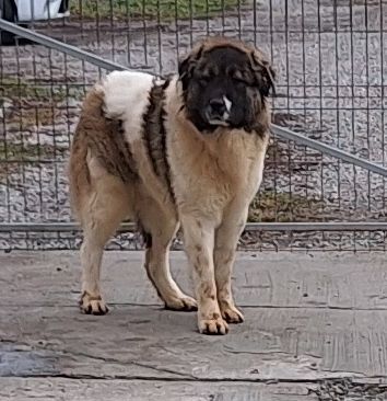 ciobanesc  ciobanesc