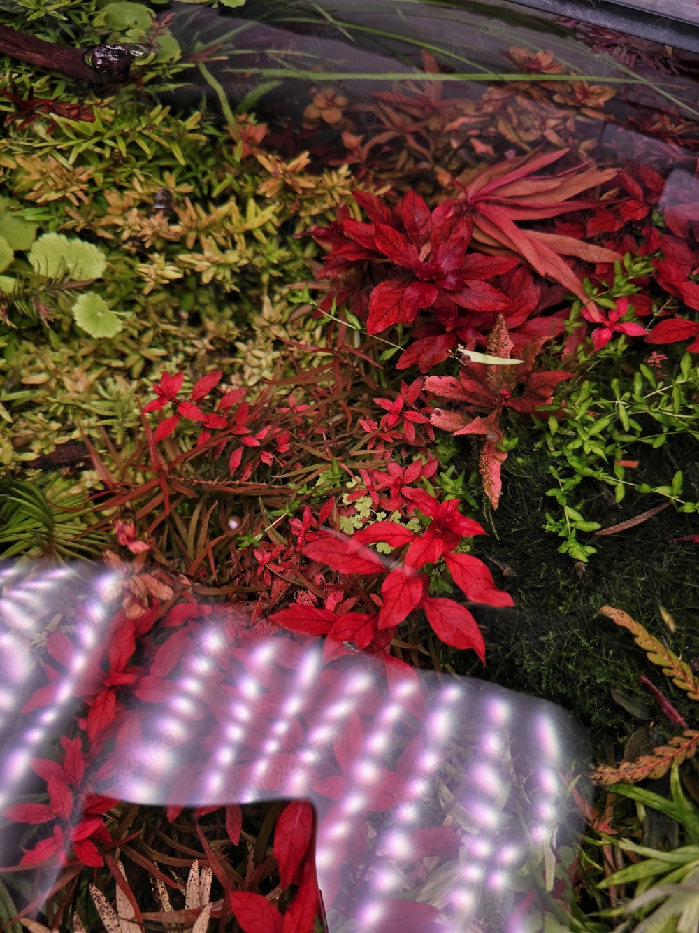 Plante Naturale pentru Acvariu 