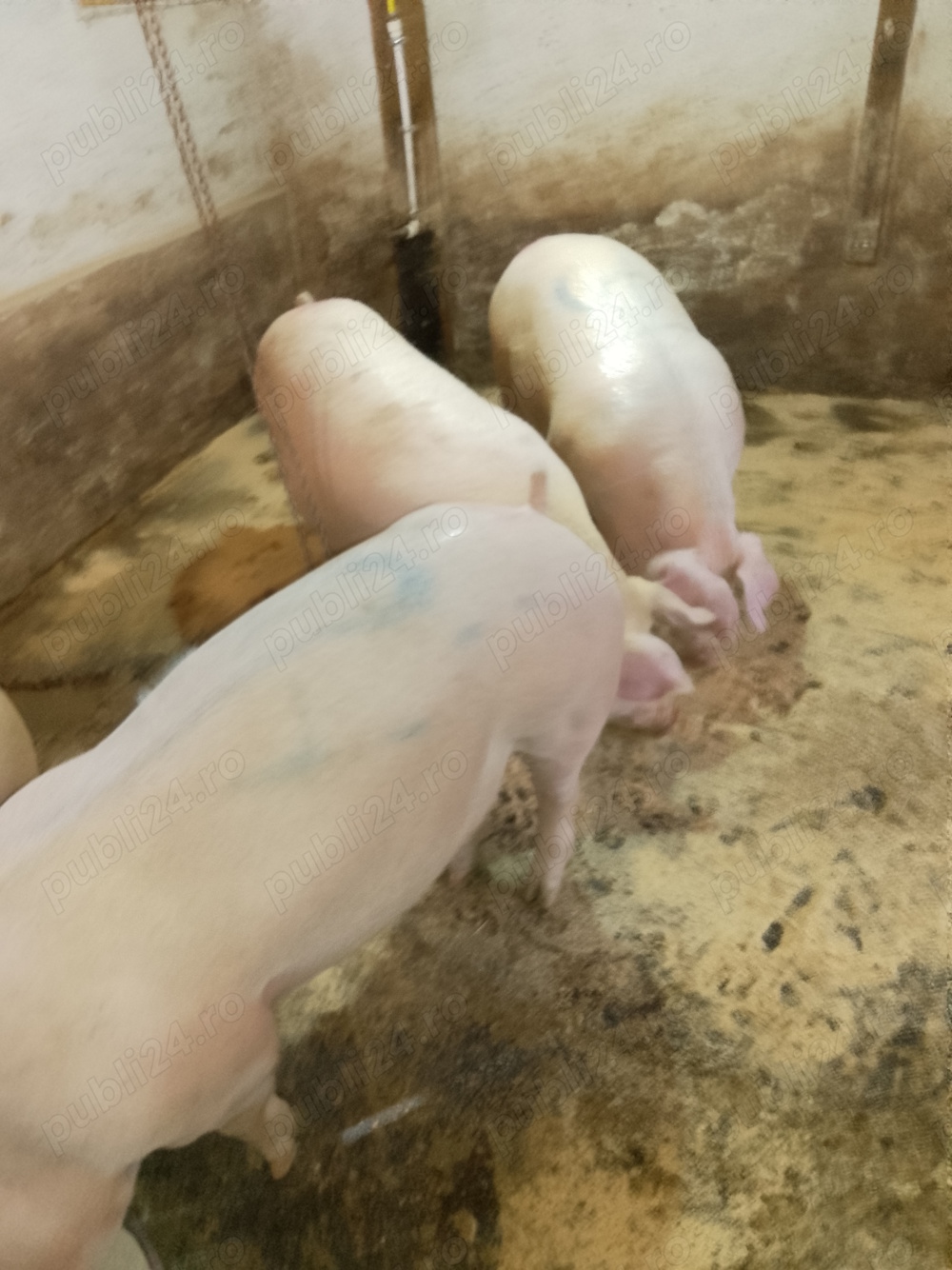Porci mari rasă de carne 