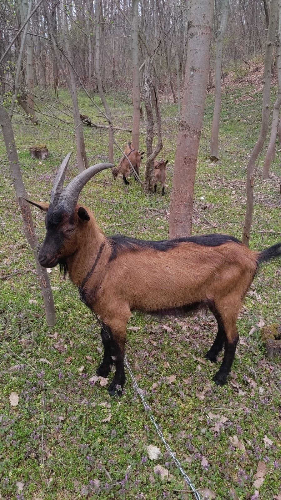 Tap alpin francez de vanzare