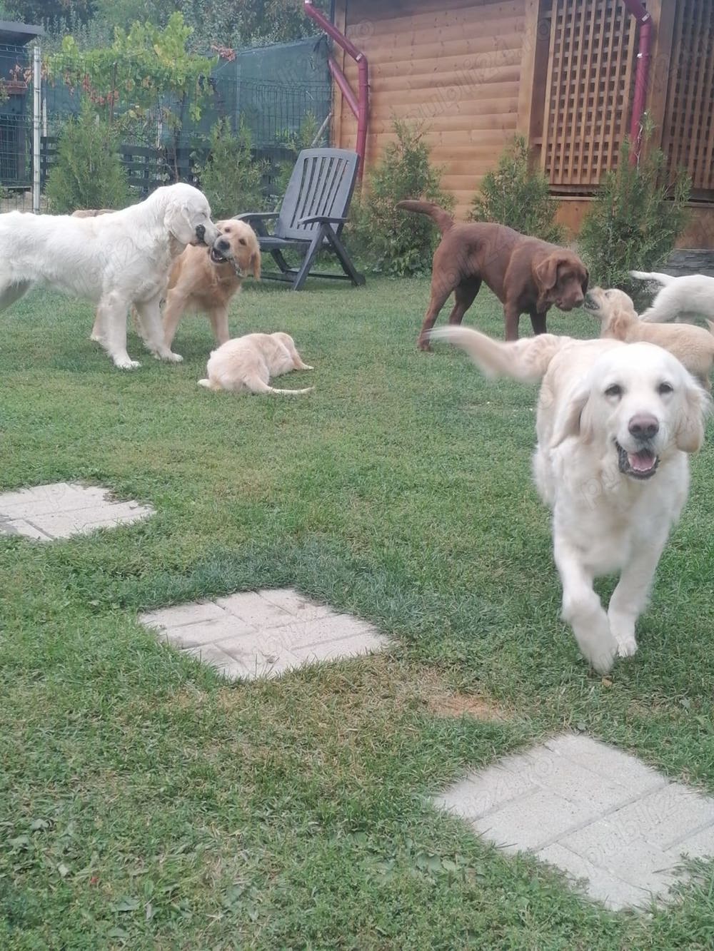 Pet sitting ,ingrijire animal companie, la domiciliu