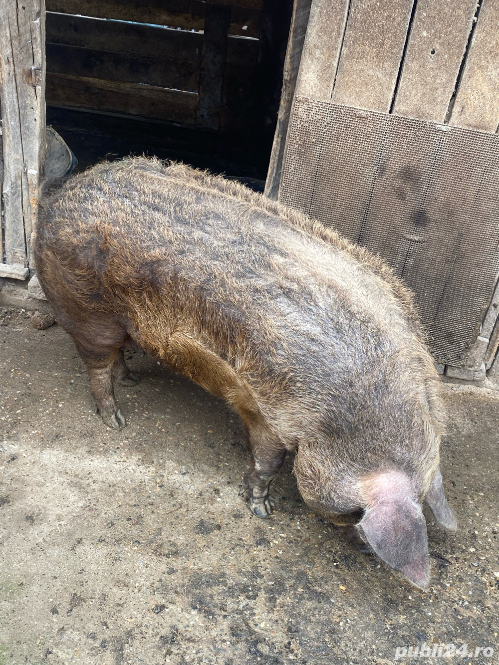 vand porc duroc vand porc duroc