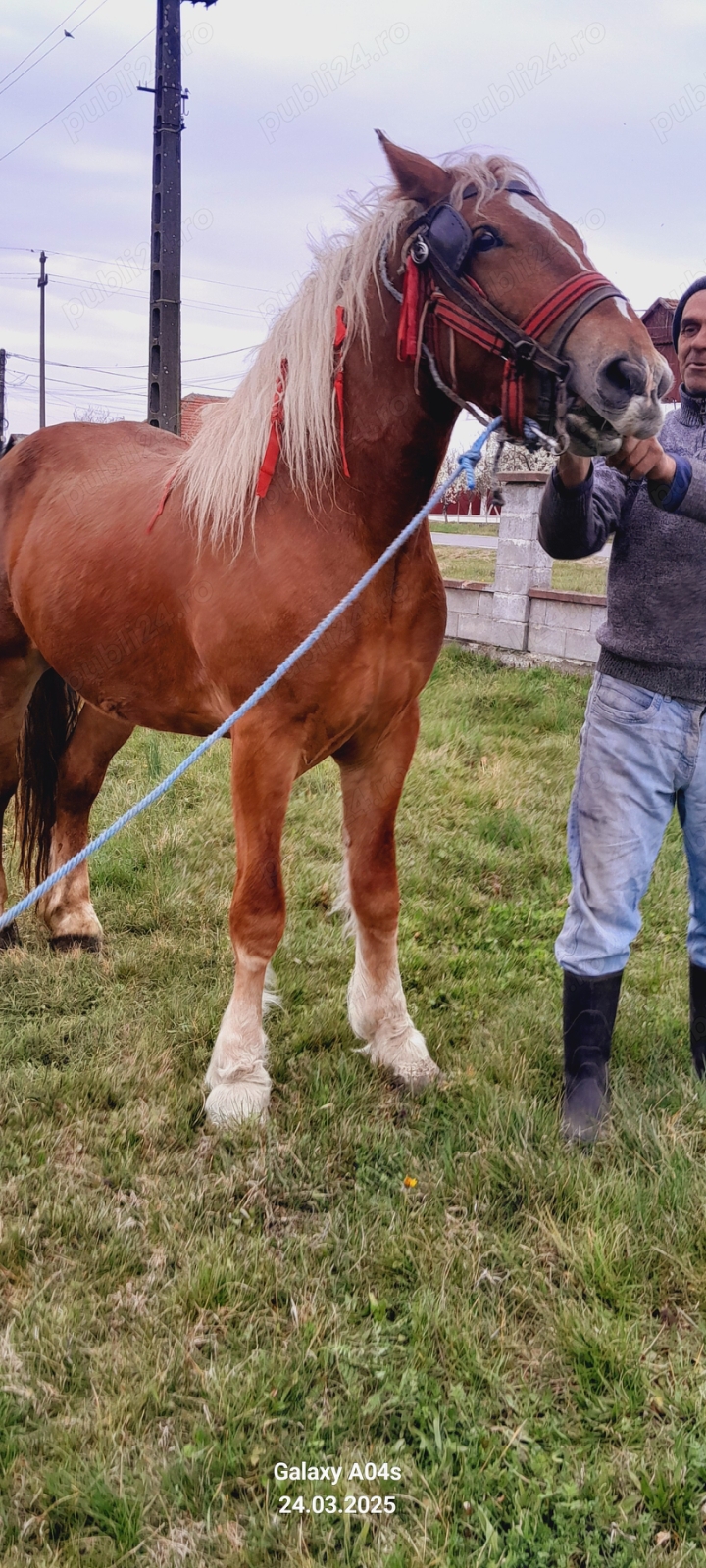 De vânzare o manză .tel (  De vânzare o manză .tel (