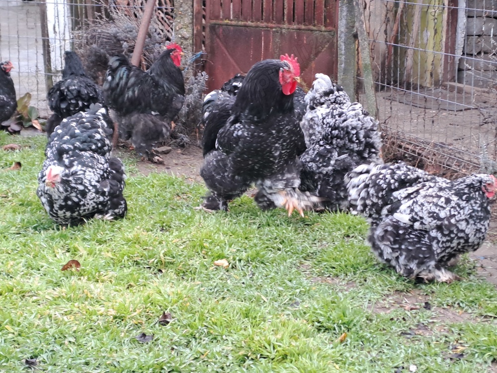 Vând cocoș și găini cochinchina