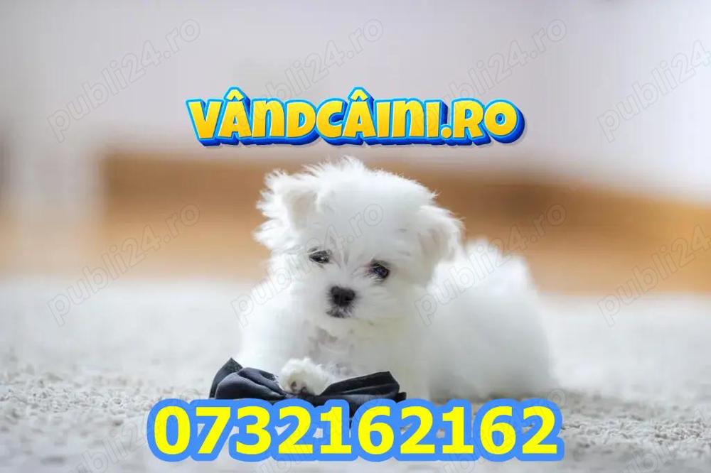 Firma Autorizata- Bichon Maltese toy de vanzare cu carnet,microcip,factura,garantie,livrare la Iasi