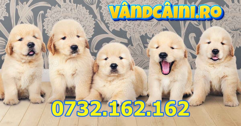 Firma Autorizata- Golden Retriever cu factura,garantie,test,microcip,livrare la Bucuresti