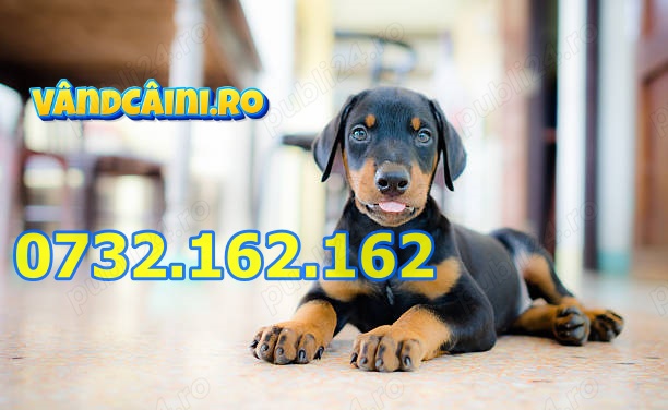 Firma Autorizata-Doberman de vanzare cu microcip, carnet, factura si livrare la Bucuresti