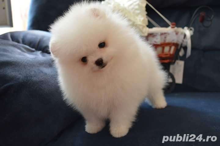 pomeranieni toy superbi 