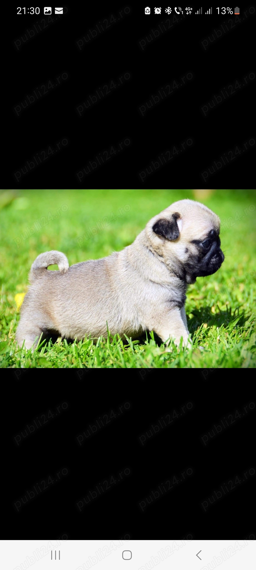 Mops pug 4 fetite si 1 baietel