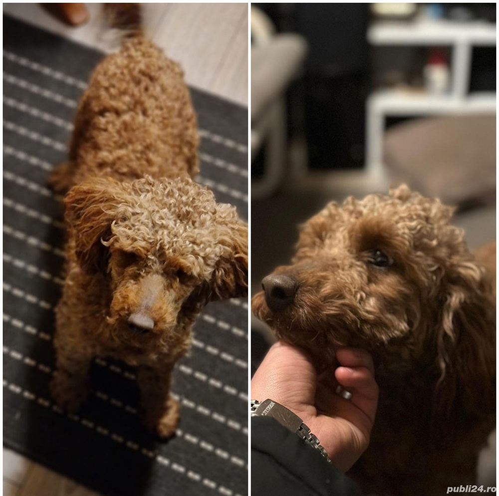 pudel de talie mică  pudel de talie mică