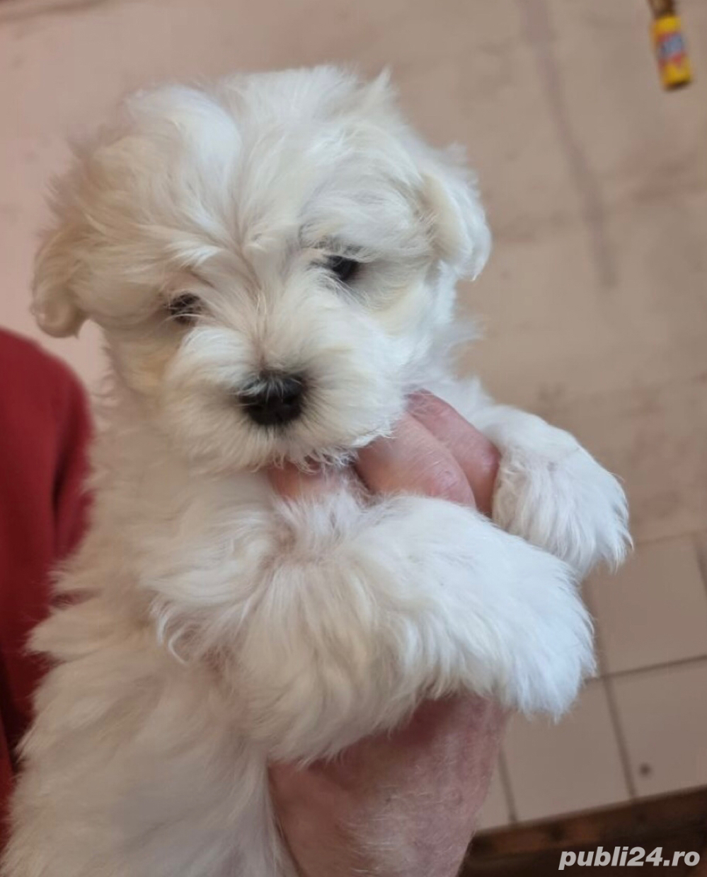 bichon maltez alb 2 luni fetita