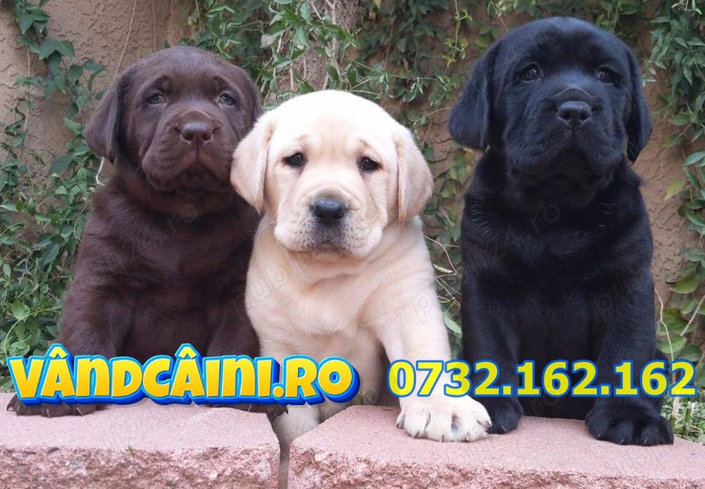 Firma Autorizata-Labrador de vanzare cu carnet,microcip,factura,pasaport, livrare la Iasi