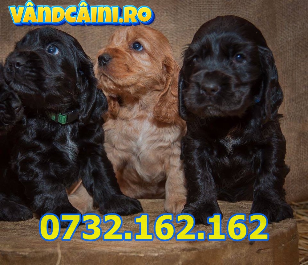 Hrana GRATUITA-Firma Autorizata-Cocker Spaniel de vanzare-factura,carnet,microcip-livrare la Cluj