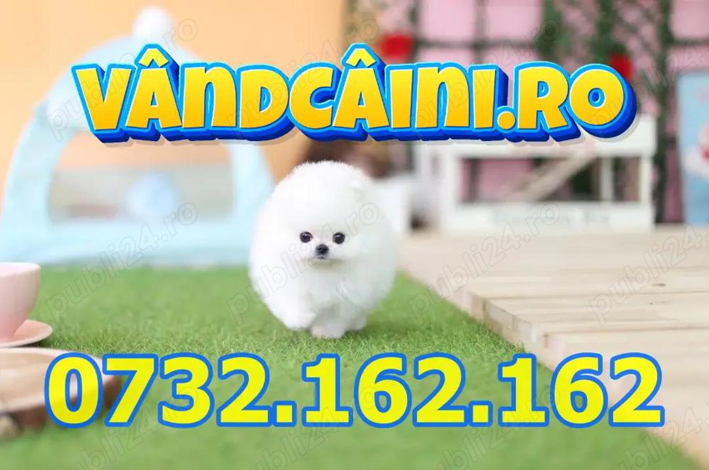 Firma Autorizata-Pomeranian de vanzare cu carnet, factura, microcip, pasaport, livrare la Sibiu