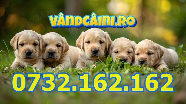 Firma Autorizata-Labrador Retriever cu Factura,Microcip,Carnet,Pasaport,Livrare la Sibiu