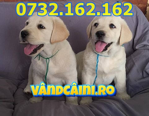 Firma Autorizata-Labrador de vanzare cu carnet,factura,pasaport,microcip+livrare la Constanta