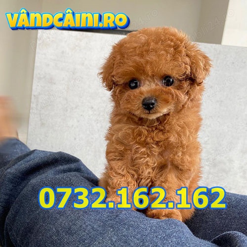 Firma Autorizata-Caniche Pitic Poodle TOY de Vanzare la OFERTA cu Factura,Microcip,Livrare la Brasov