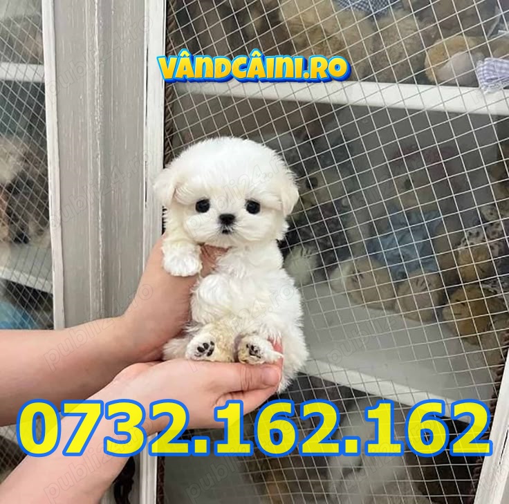 HRANA GRATUITA-Bichon Maltese toy de vanzare cu factura,carnet,microcip,livrare la Cluj Napoca