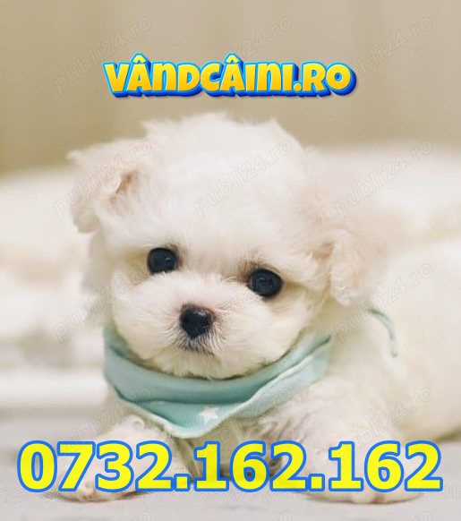 HRANA+LIVRARE GRATUITA la Bucuresti-Bichon Maltese alb Toy de vanzare cu factura,microcip,carnet