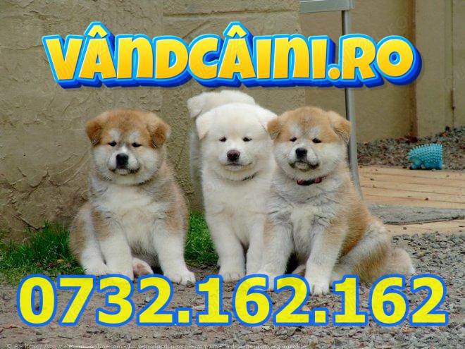 Firma Autorizata-Akita Inu de vanzare cu carnet,factura,microcip,test,inregistrare,livrare la Sibiu