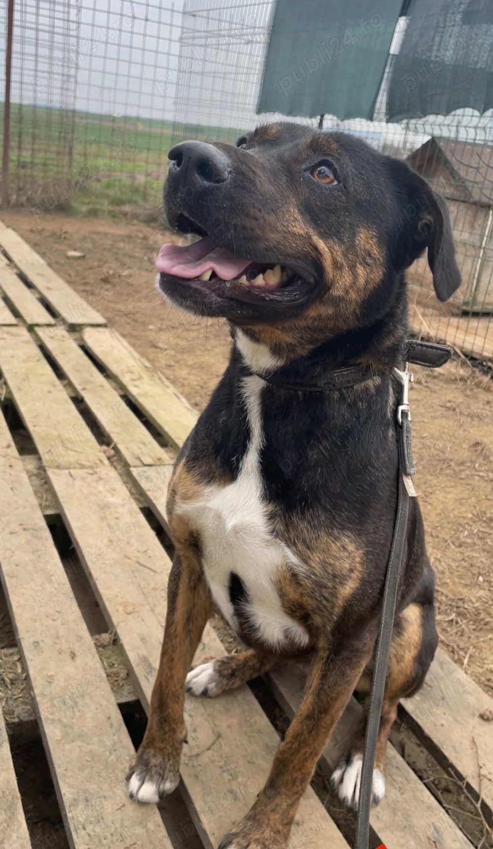 Patrick-un uriaș prietenos