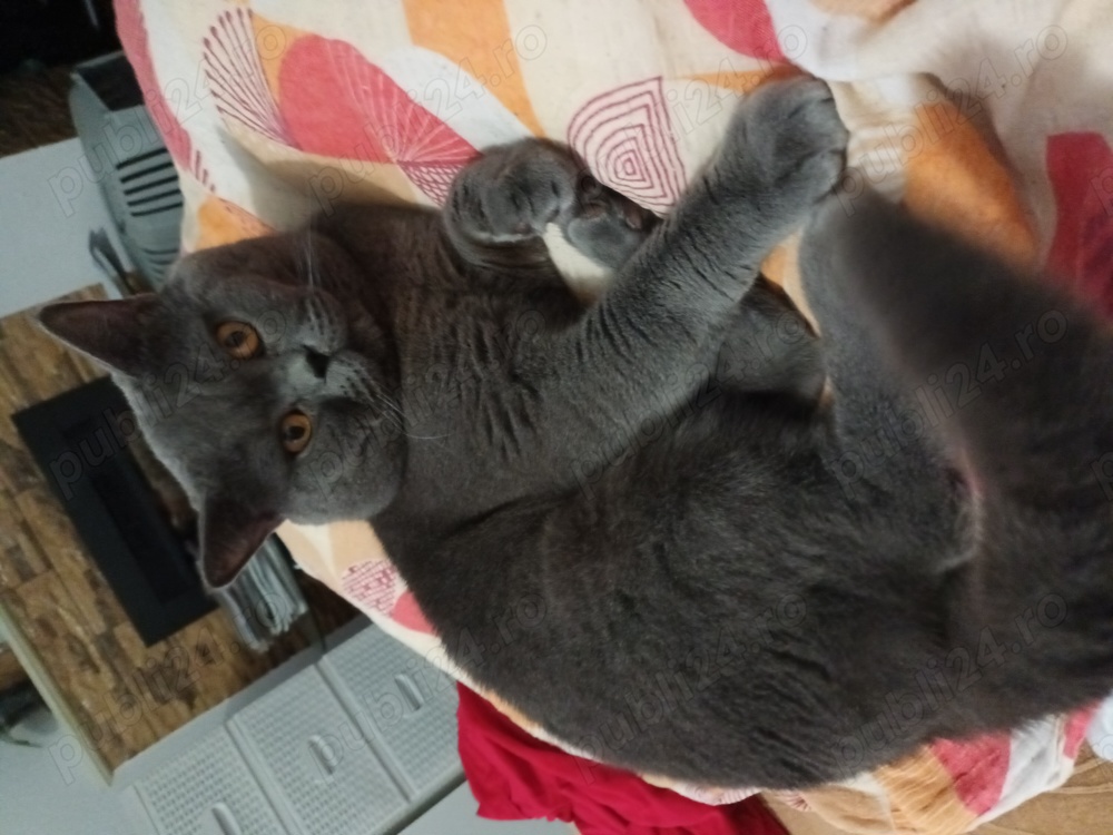 Motan British Sorthair Blue 