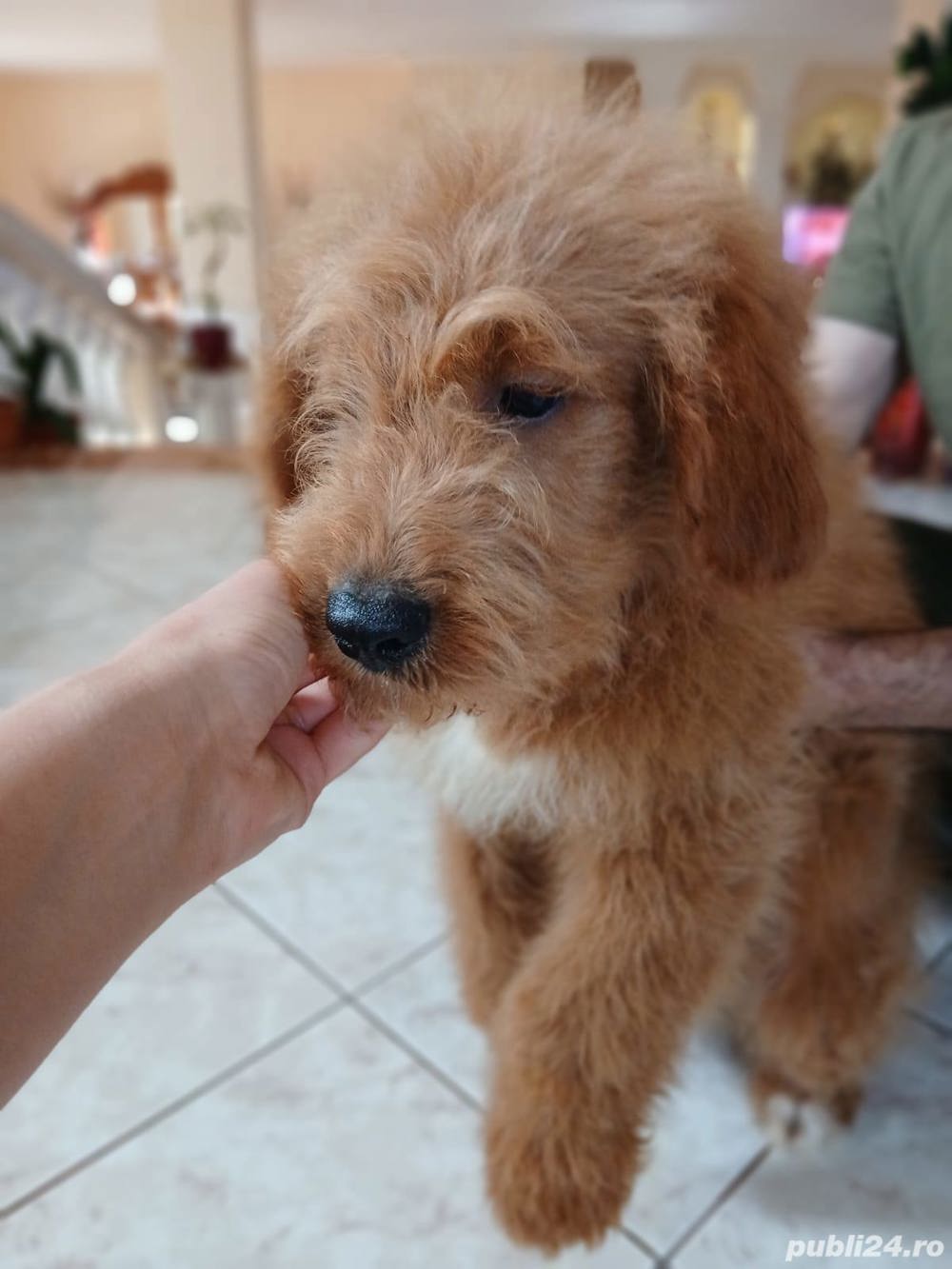 Goldendoodle 